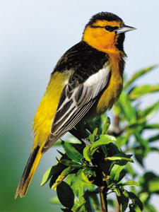 Bullock's Oriole